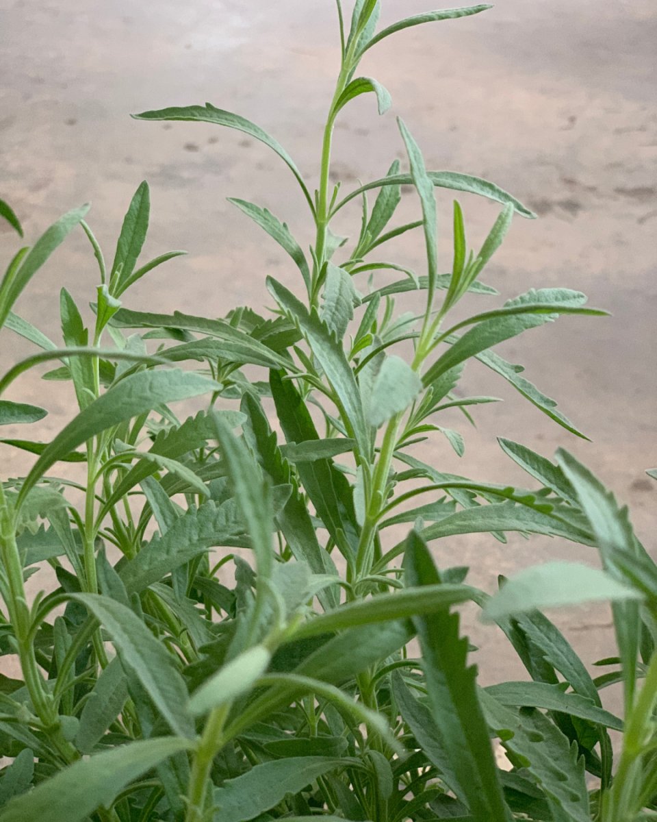ORDER A GARDEN (Herbs) - Just plant - Tumbleweed Plants - Online Plant Delivery Singapore