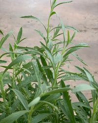 ORDER A GARDEN (Herbs) - Just plant - Tumbleweed Plants - Online Plant Delivery Singapore