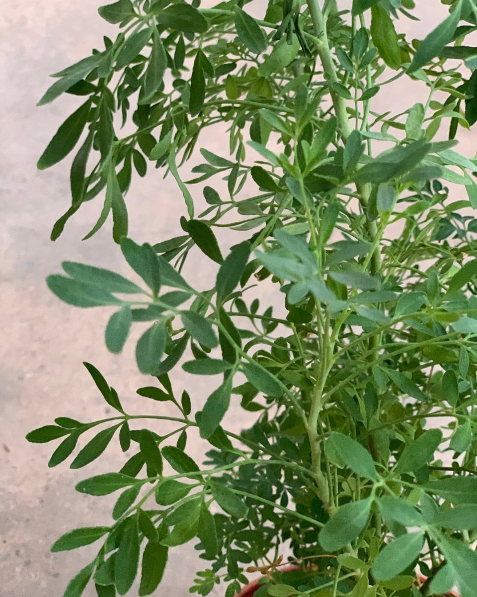 ORDER A GARDEN (Herbs) - Just plant - Tumbleweed Plants - Online Plant Delivery Singapore