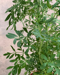 ORDER A GARDEN (Herbs) - Just plant - Tumbleweed Plants - Online Plant Delivery Singapore
