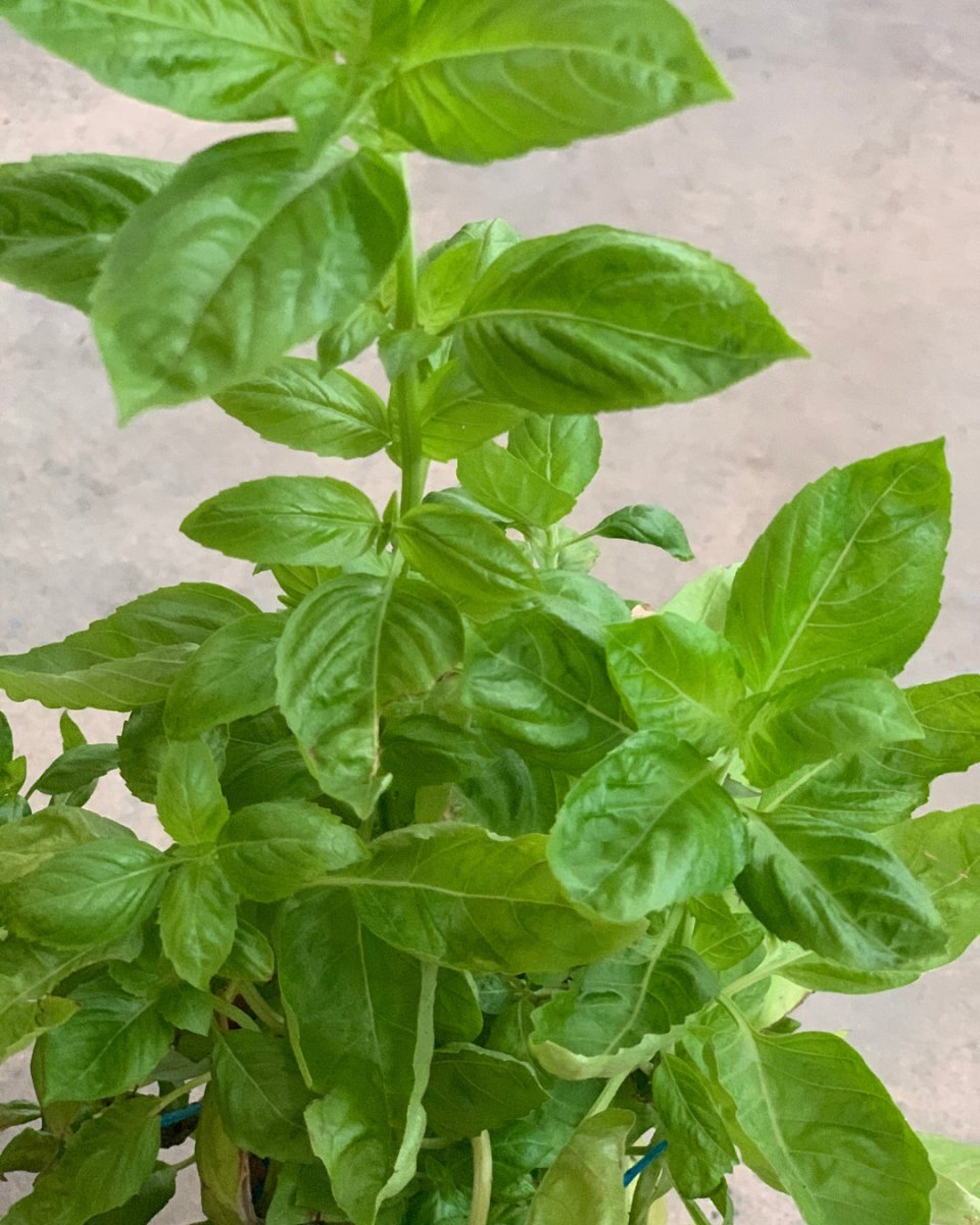 ORDER A GARDEN (Herbs) - Just plant - Tumbleweed Plants - Online Plant Delivery Singapore