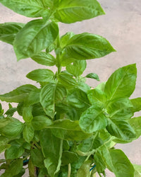 ORDER A GARDEN (Herbs) - Just plant - Tumbleweed Plants - Online Plant Delivery Singapore