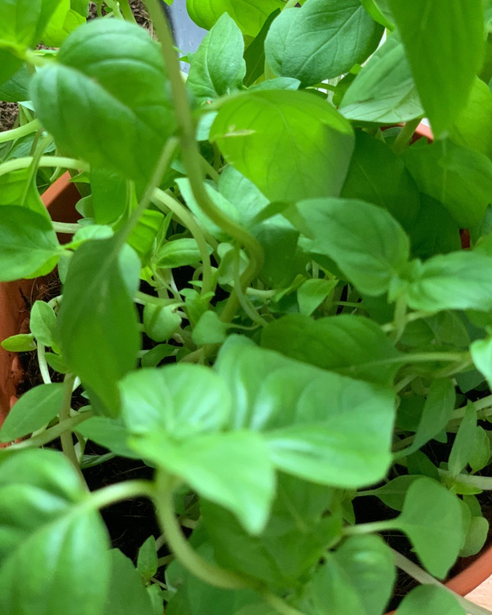 ORDER A GARDEN (Herbs) - Just plant - Tumbleweed Plants - Online Plant Delivery Singapore