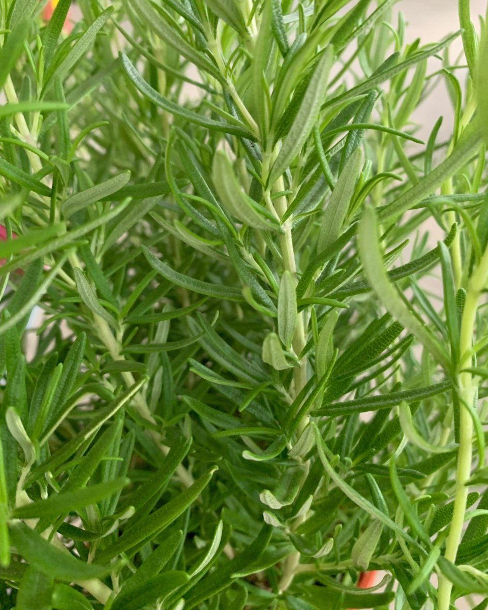 ORDER A GARDEN (Herbs) - Just plant - Tumbleweed Plants - Online Plant Delivery Singapore