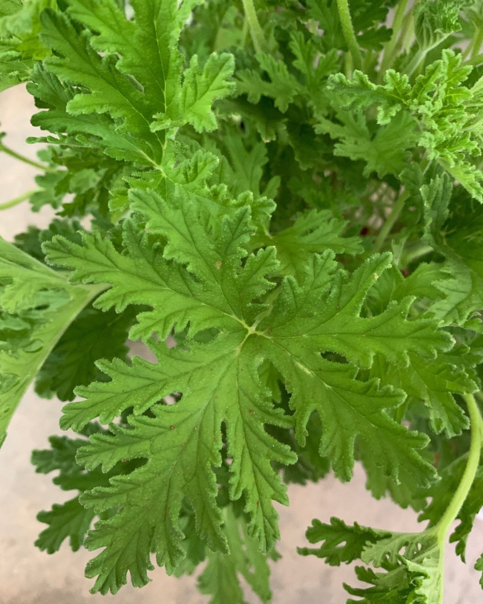 ORDER A GARDEN (Herbs) - Just plant - Tumbleweed Plants - Online Plant Delivery Singapore