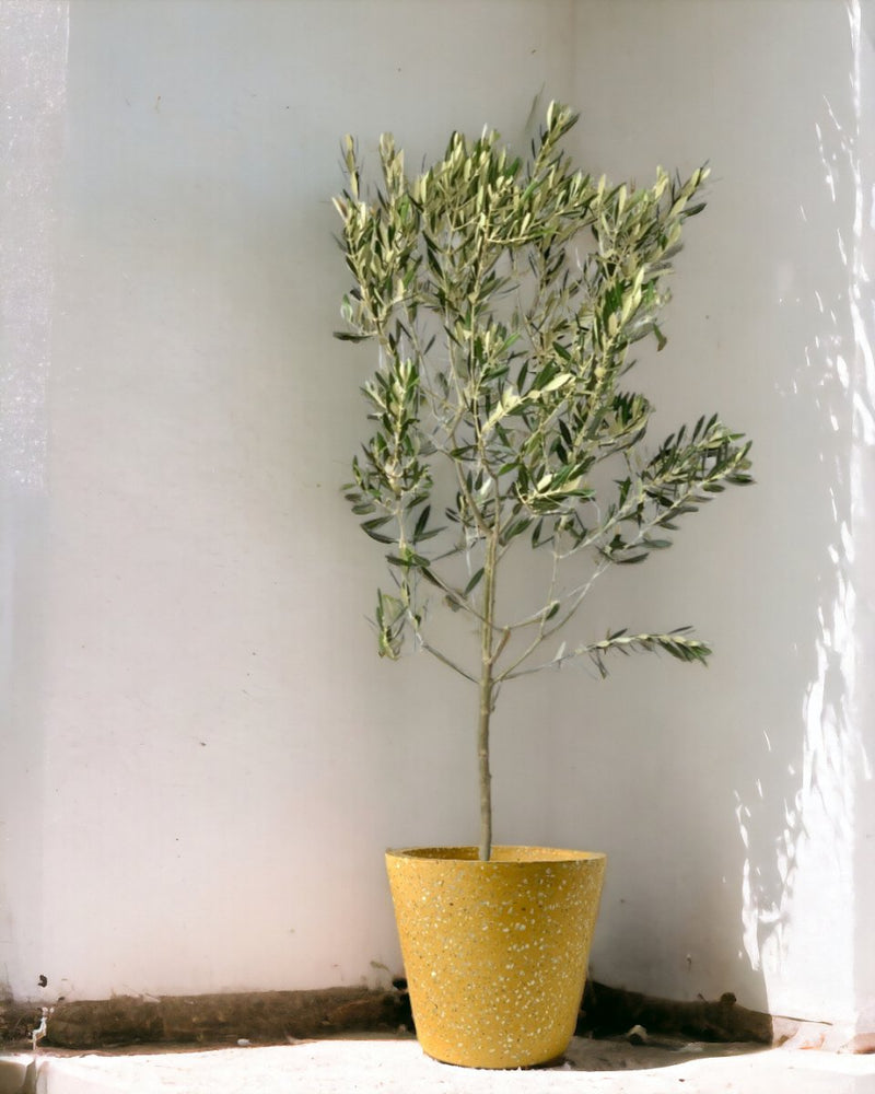 Olive Tree - Japan (1.1-1.3m) - roman planters - forest green - Potted plant - Tumbleweed Plants - Online Plant Delivery Singapore