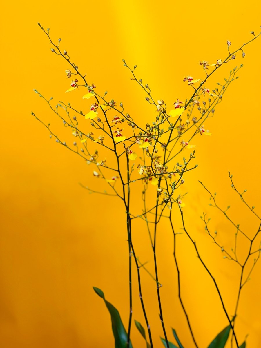 Oncidium Orchid Golden Ramsey - Gifting plant - Tumbleweed Plants - Online Plant Delivery Singapore