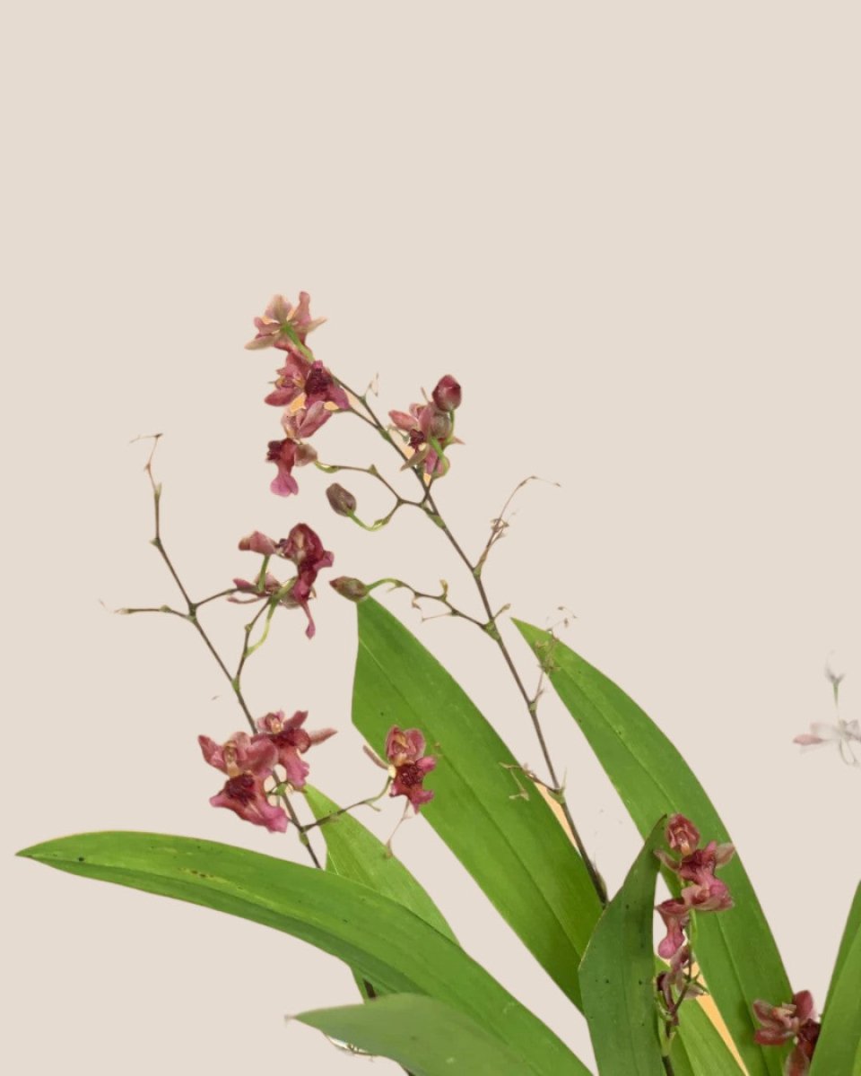 Oncidium Twinkle - ceramic sand pot - Potted plant - Tumbleweed Plants - Online Plant Delivery Singapore
