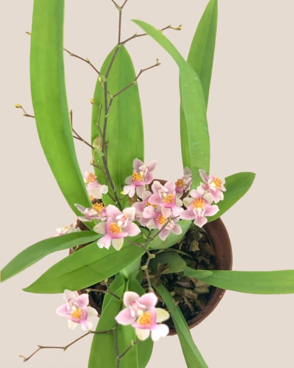 Oncidium Twinkle - ceramic sand pot - Potted plant - Tumbleweed Plants - Online Plant Delivery Singapore