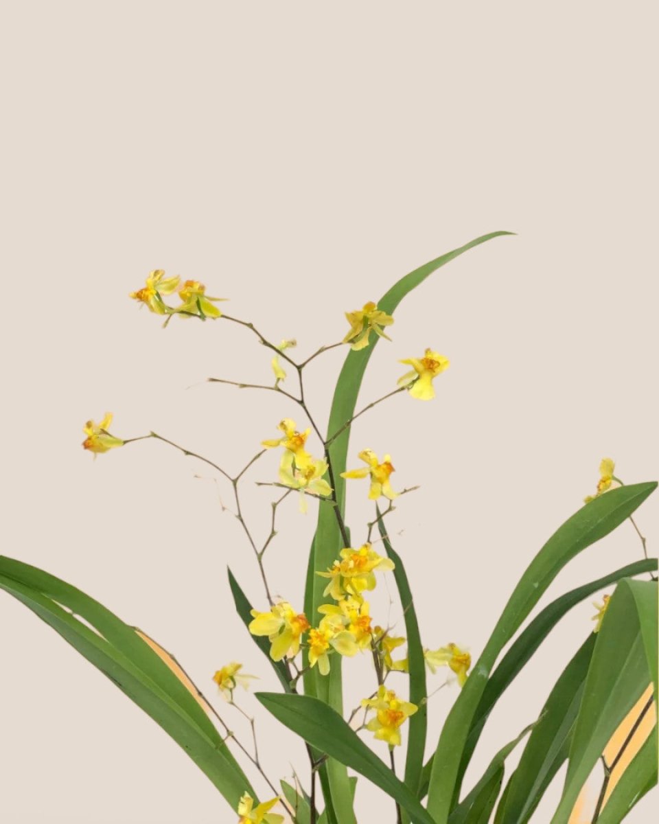 Oncidium Twinkle - ceramic sand pot - Potted plant - Tumbleweed Plants - Online Plant Delivery Singapore