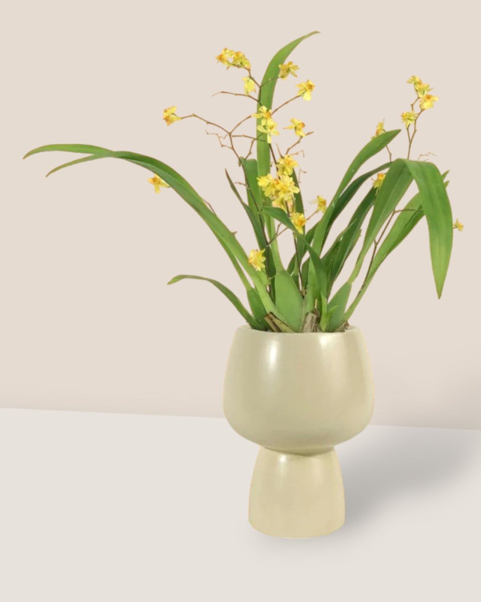 Oncidium Twinkle - ceramic sand pot - Potted plant - Tumbleweed Plants - Online Plant Delivery Singapore