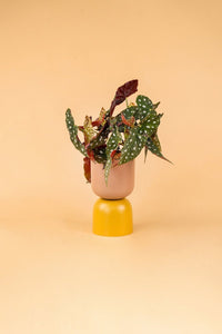 Onsite Disposal Service - Mini - Small - Add Ons - Tumbleweed Plants - Online Plant Delivery Singapore