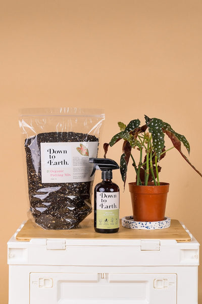 house plant repotting service Onsite Repotting Service