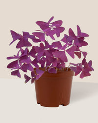 Oxalis Triangularis Purple Shamrocks