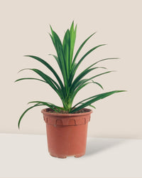 Pandan Plant - grow pot - Potted plant - Tumbleweed Plants - Online Plant Delivery Singapore
