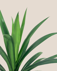 Pandan Plant - grow pot - Potted plant - Tumbleweed Plants - Online Plant Delivery Singapore