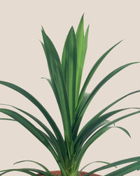 Pandan Plant - grow pot - Potted plant - Tumbleweed Plants - Online Plant Delivery Singapore