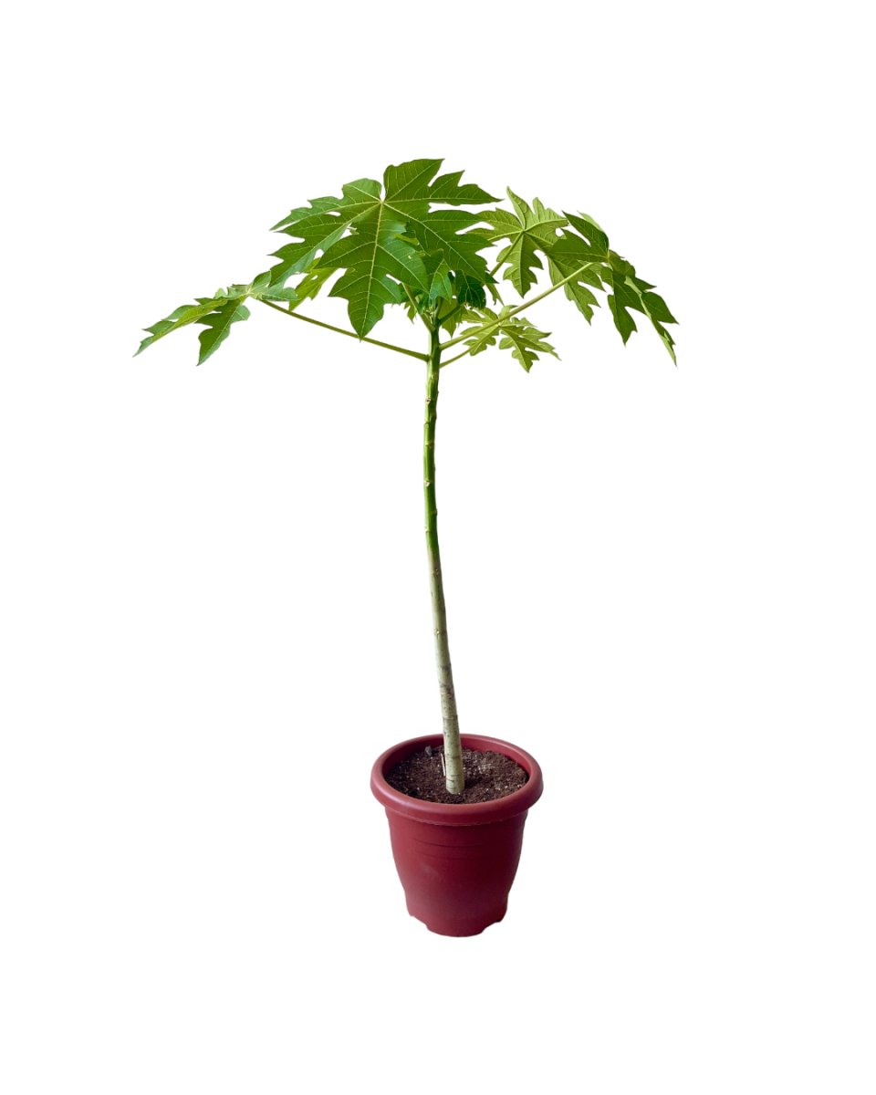 Papaya Plant - grow pot - Potted plant - Tumbleweed Plants - Online Plant Delivery Singapore