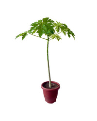 Papaya Plant - grow pot - Potted plant - Tumbleweed Plants - Online Plant Delivery Singapore