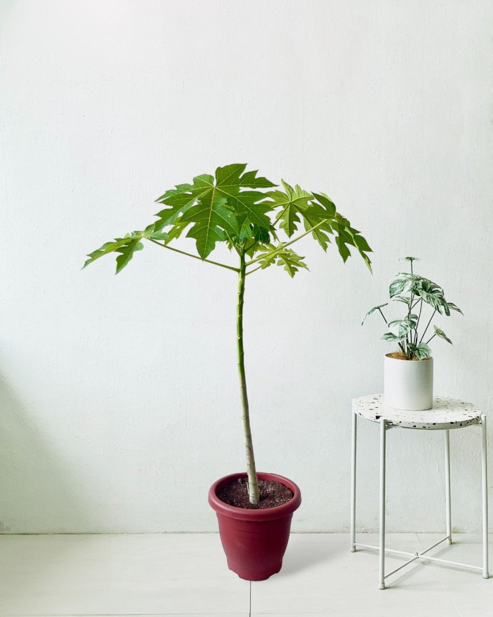 Papaya Plant - grow pot - Potted plant - Tumbleweed Plants - Online Plant Delivery Singapore