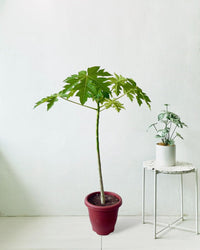 Papaya Plant - grow pot - Potted plant - Tumbleweed Plants - Online Plant Delivery Singapore