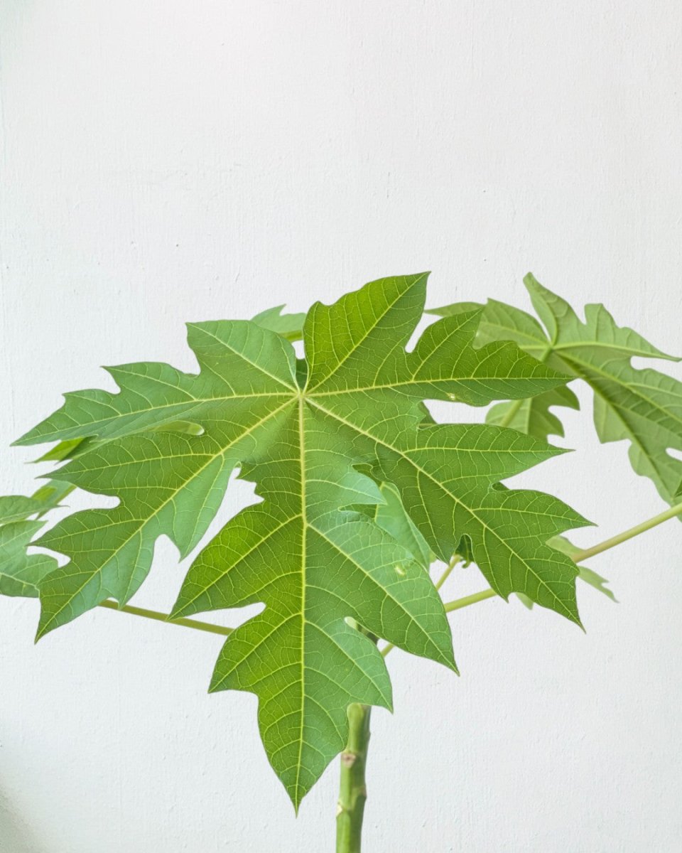 Papaya Plant - grow pot - Potted plant - Tumbleweed Plants - Online Plant Delivery Singapore
