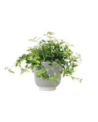 Parallel Peperomia