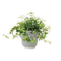 Parallel Peperomia