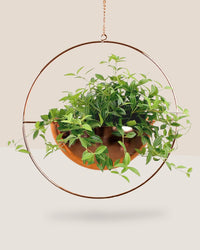 Parallel Peperomia paired with hanging globe