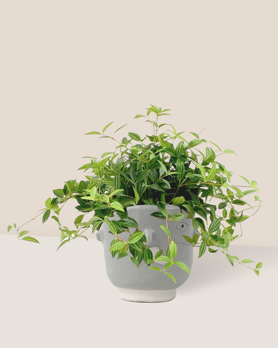 Parallel Peperomia paired with misfits - grey moustache man