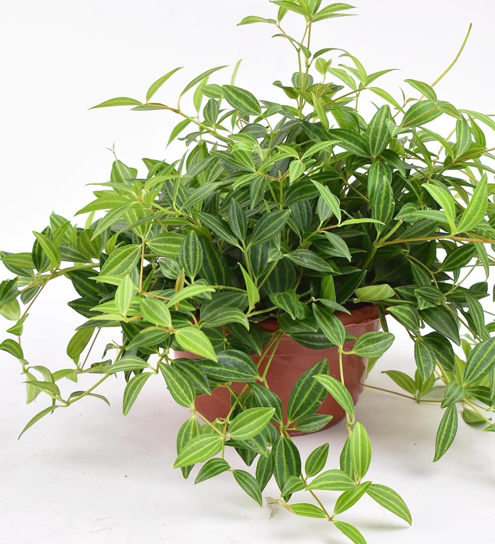 Parallel Peperomia