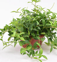 Parallel Peperomia