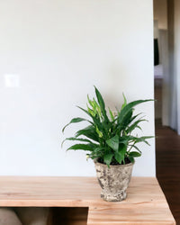 Peace Lily - Vintage - Gifting plant - Tumbleweed Plants - Online Plant Delivery Singapore
