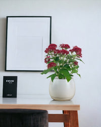 Pentas Red - grow pot - Potted plant - Tumbleweed Plants - Online Plant Delivery Singapore
