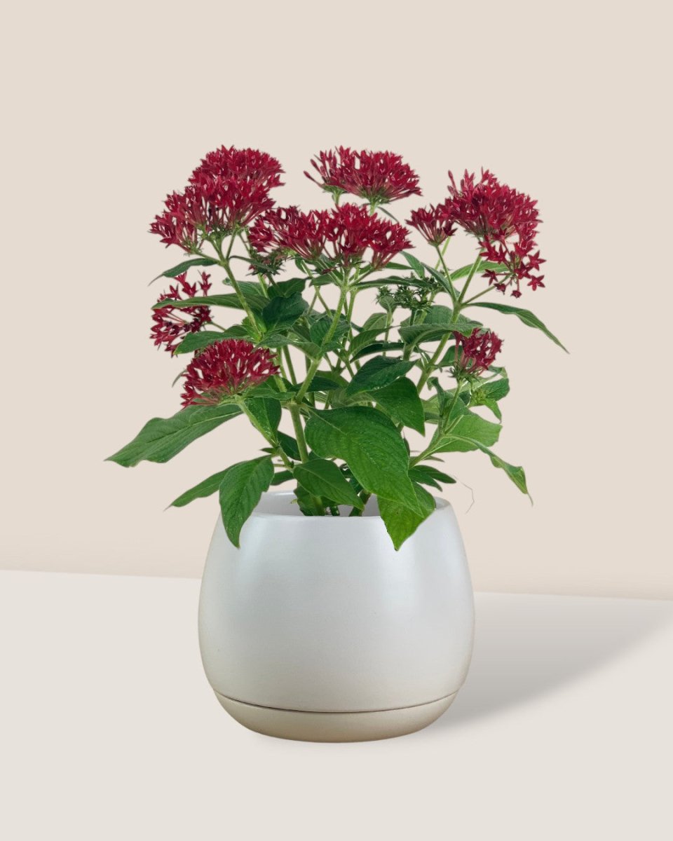 Pentas Red - grow pot - Potted plant - Tumbleweed Plants - Online Plant Delivery Singapore