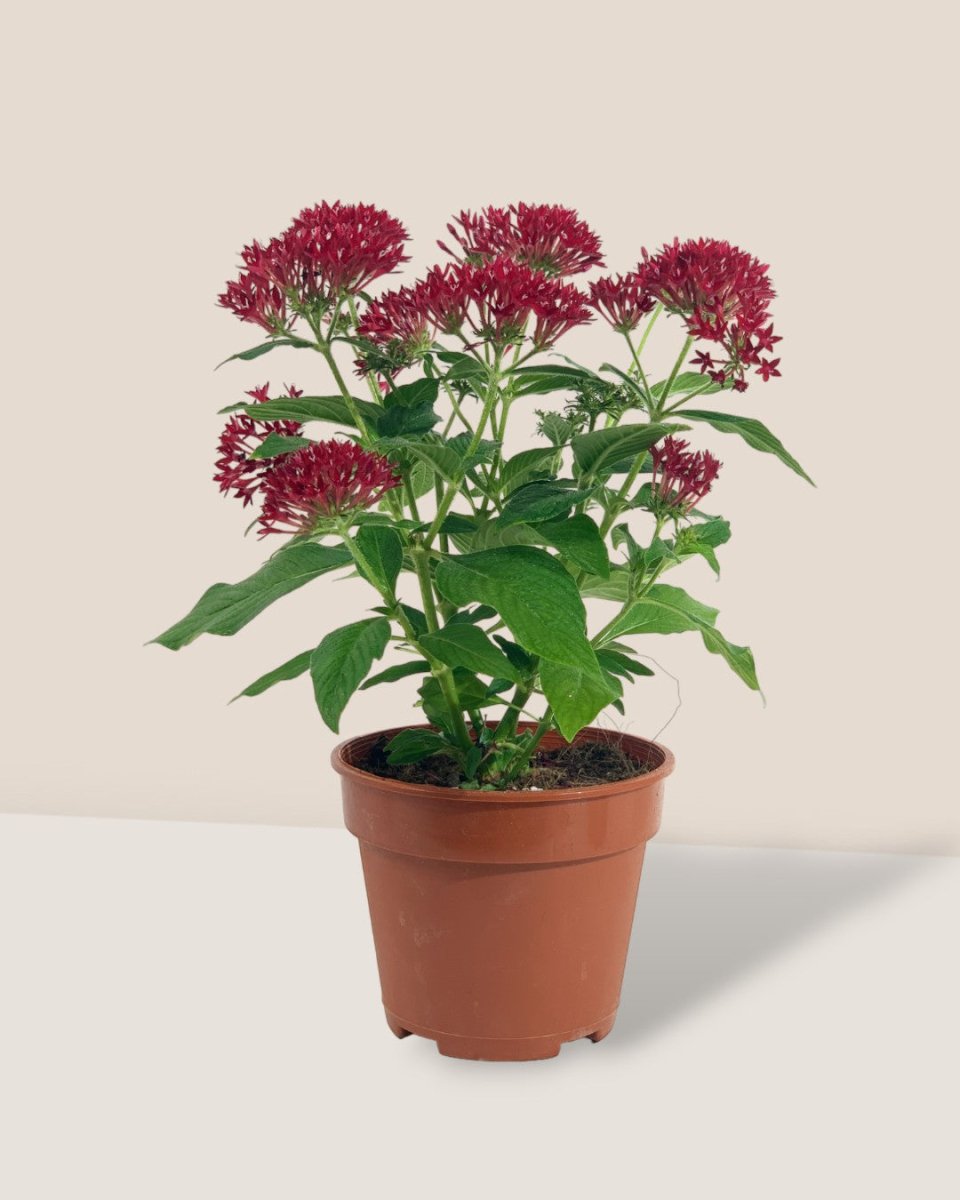 Pentas Red - grow pot - Potted plant - Tumbleweed Plants - Online Plant Delivery Singapore