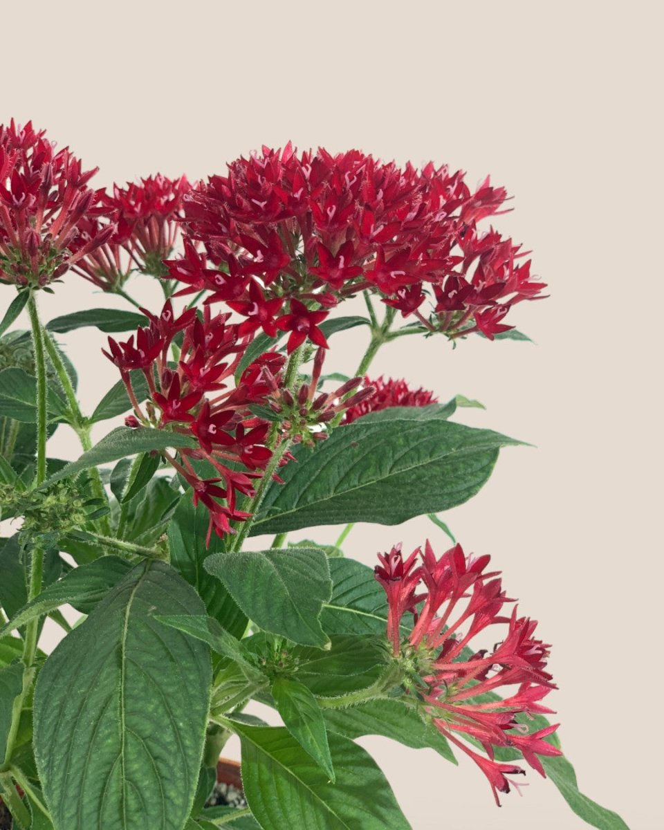 Pentas Red - grow pot - Potted plant - Tumbleweed Plants - Online Plant Delivery Singapore
