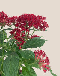 Pentas Red - grow pot - Potted plant - Tumbleweed Plants - Online Plant Delivery Singapore