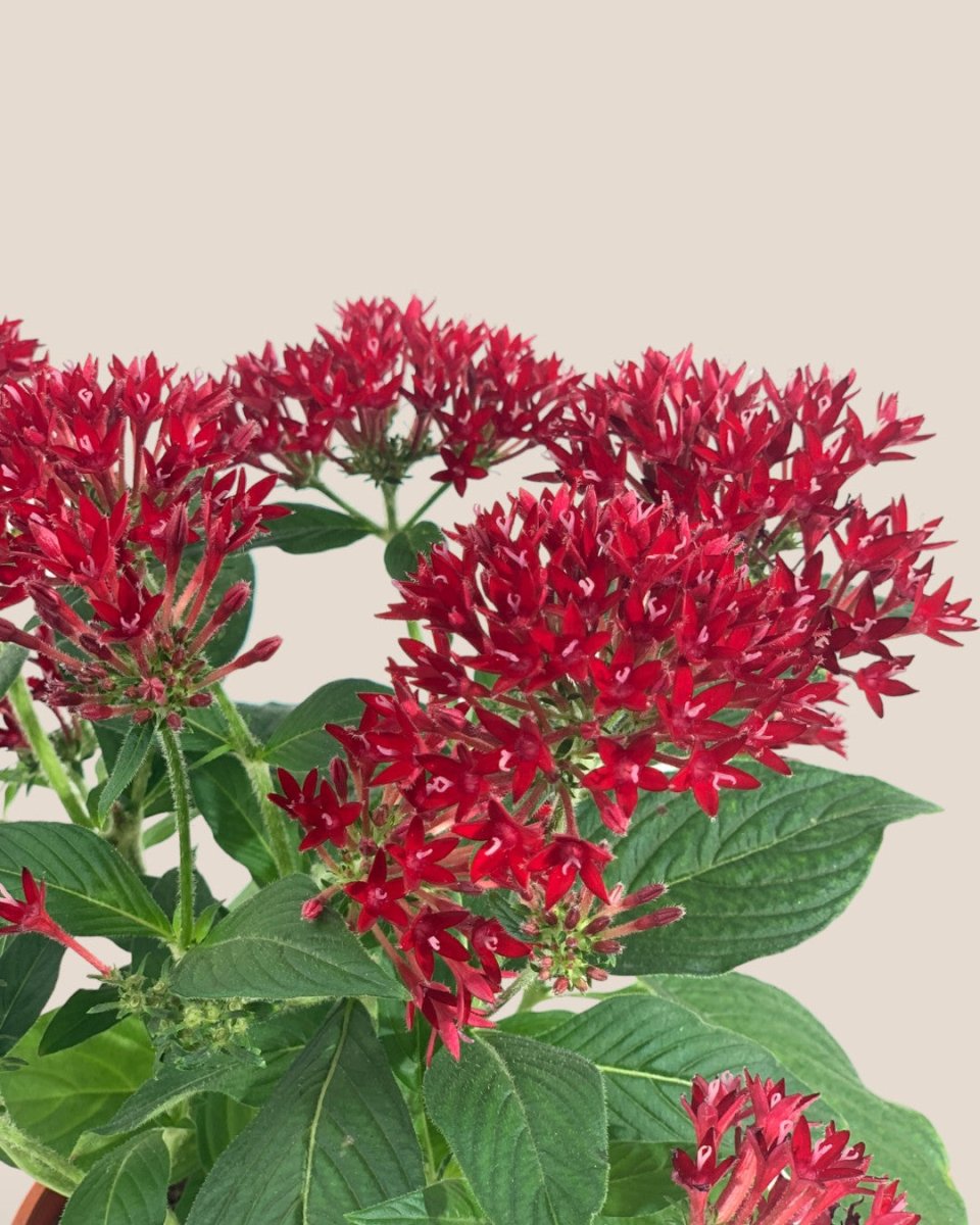 Pentas Red - grow pot - Potted plant - Tumbleweed Plants - Online Plant Delivery Singapore
