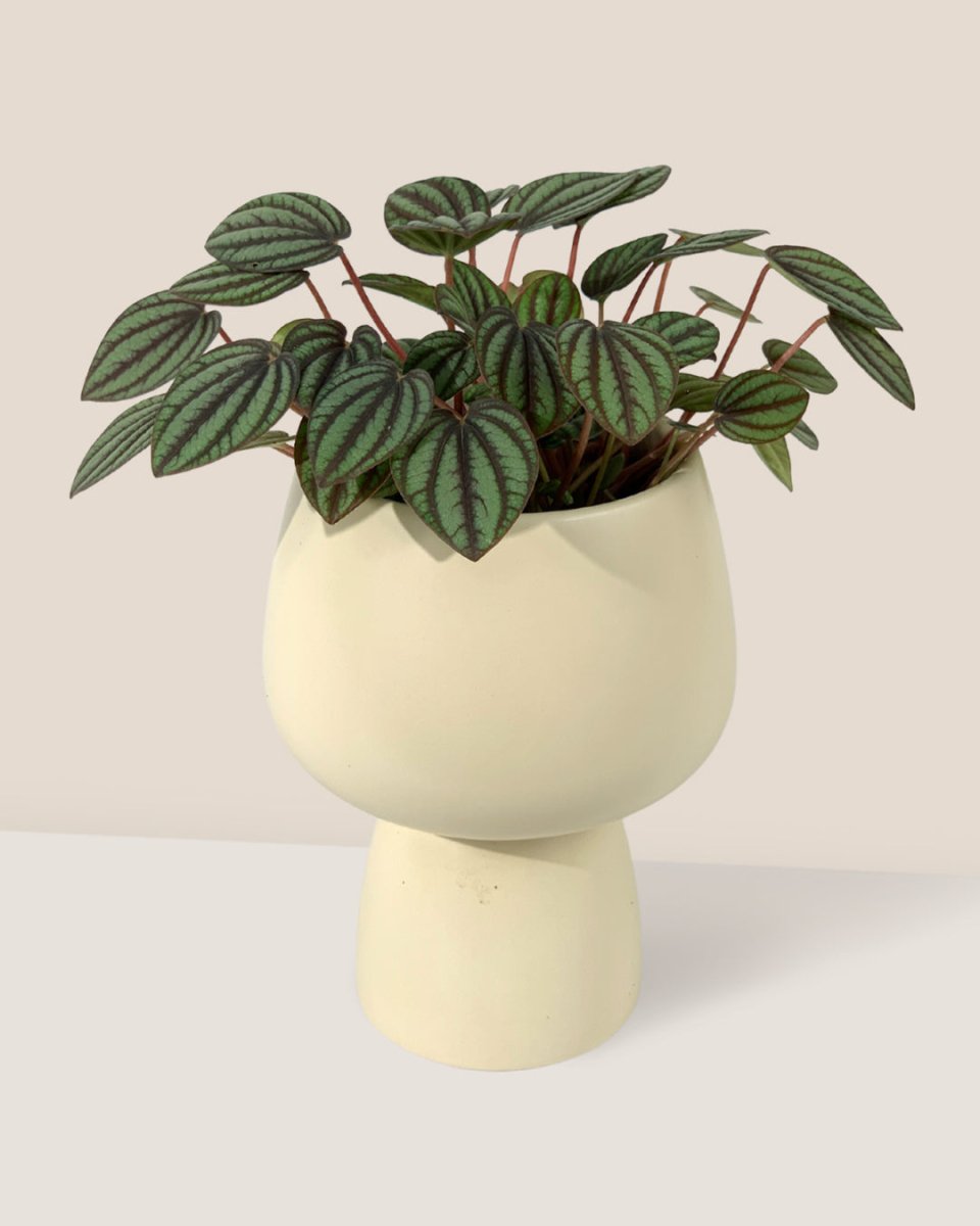 Peperomia Albovitata - ceramic sand pot - Potted plant - Tumbleweed Plants - Online Plant Delivery Singapore