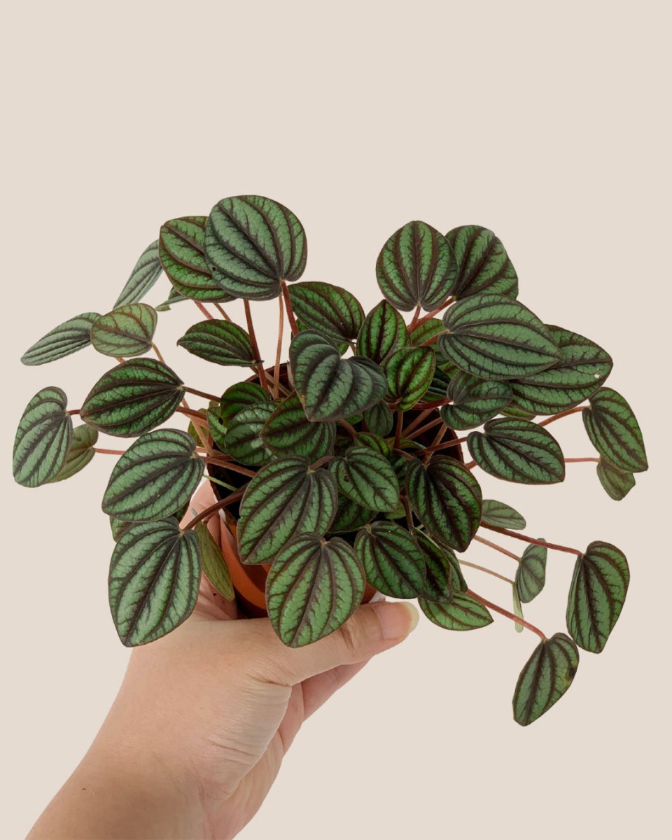 Peperomia Albovitata - grow pot - Potted plant - Tumbleweed Plants - Online Plant Delivery Singapore