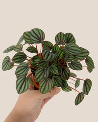 Peperomia Albovitata - grow pot - Potted plant - Tumbleweed Plants - Online Plant Delivery Singapore