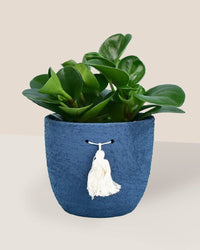 Baby Rubber Plant paired with tassel pot - blue