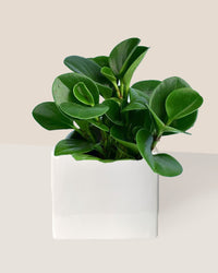 Baby Rubber Plant paired with bondi cube