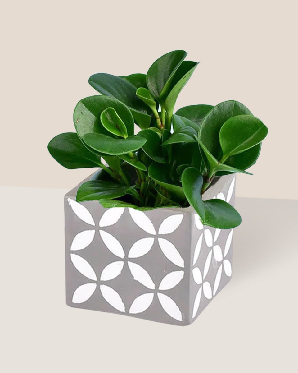 Baby Rubber Plant paired with cement cube