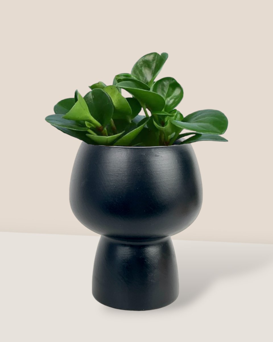 Baby Rubber Plant paired with black ceramic sand pot
