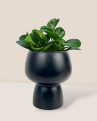 Baby Rubber Plant paired with black ceramic sand pot