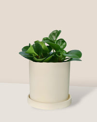 Baby Rubber Plant paired with white flour planter - cylinder