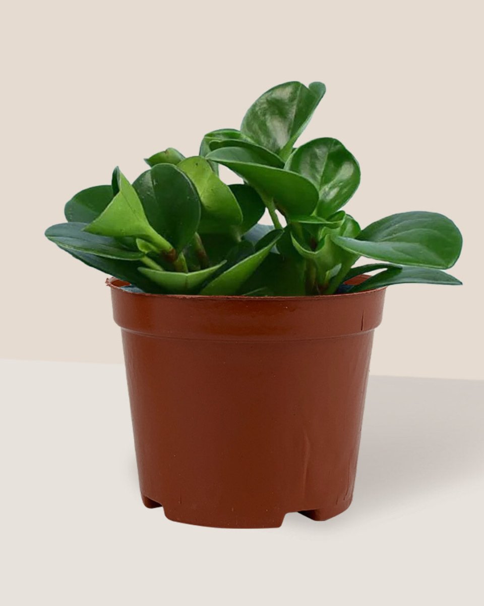 Baby Rubber Plant in a grow pot