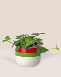 Peperomia Hope paired with poppy planter - ariel